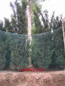 曼地亞紅豆杉十二年樹(shù)