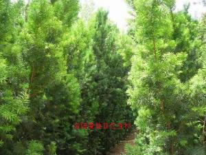 曼地亞紅豆杉十三年樹(shù)