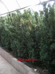 曼地亞紅豆杉十四年樹(shù)